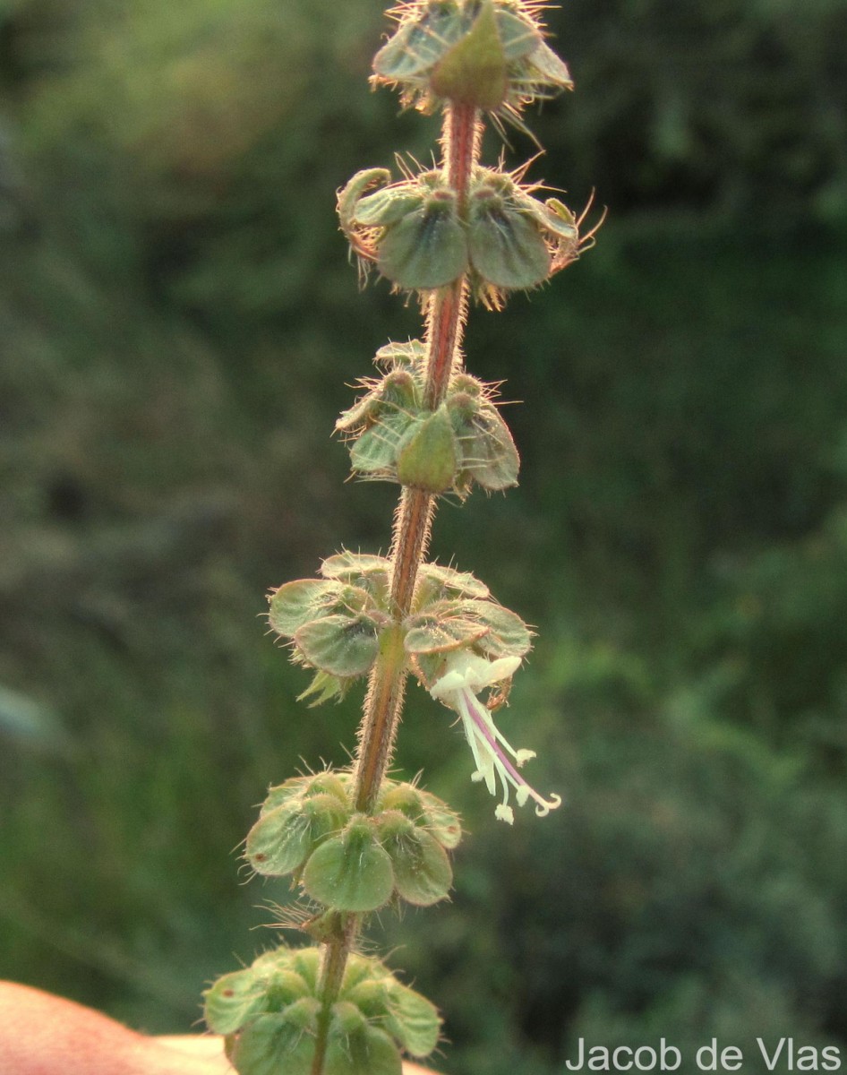 Ocimum americanum L.